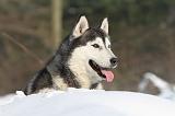 SIBERIAN HUSKY 188